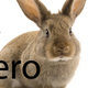 Illustration for article titled Pet Rabbit Rescues Homeowner From Fire